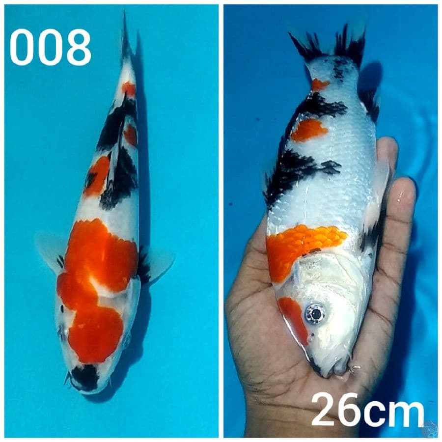 ~SLA06~ SHOWA MARUTEN M/26CM