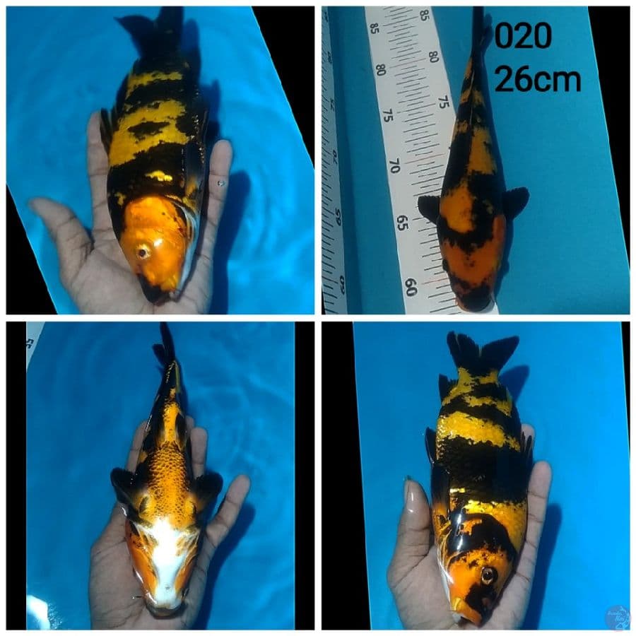 ~SLA04~ HI UTSURI M/26CM