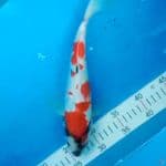 Showa 28cm