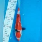 Sanke Kucibeni 21cm