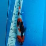 Showa 29cm
