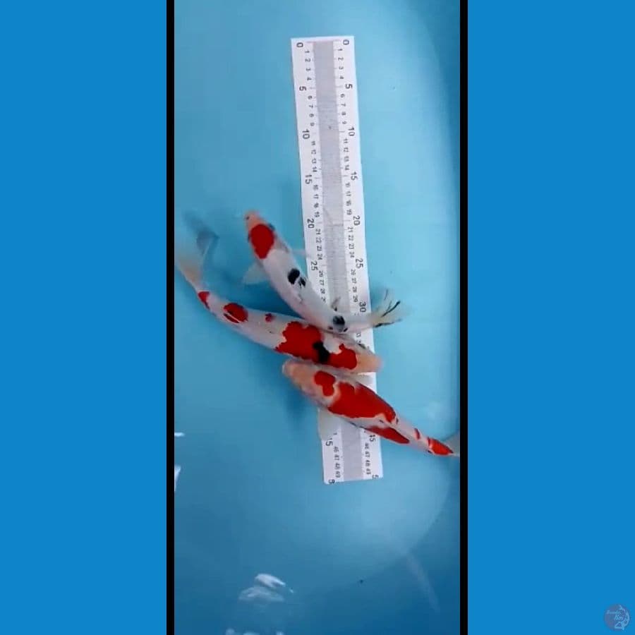 mixs 27-29cm