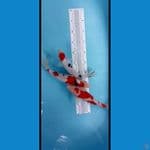 mixs 27-29cm