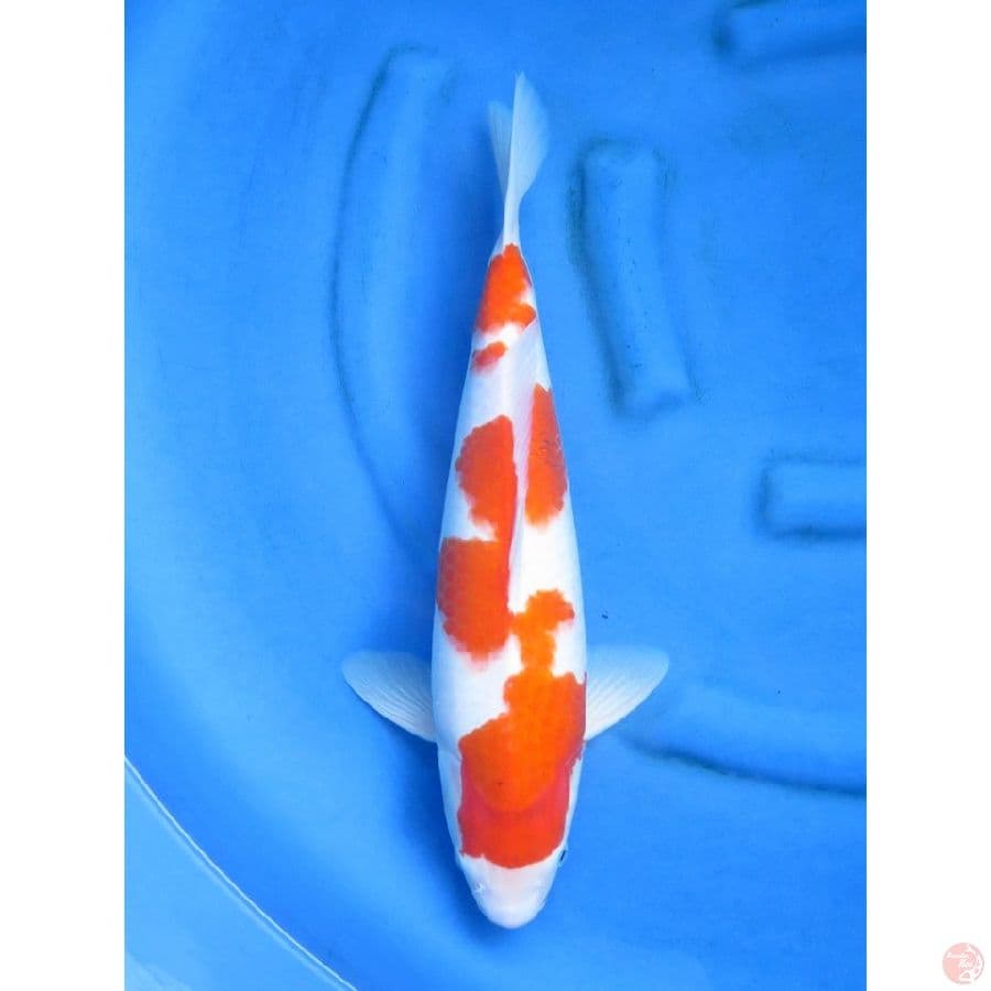 46cm , F1 Jumbo Ai Goromo Evloution -  Ori Pola