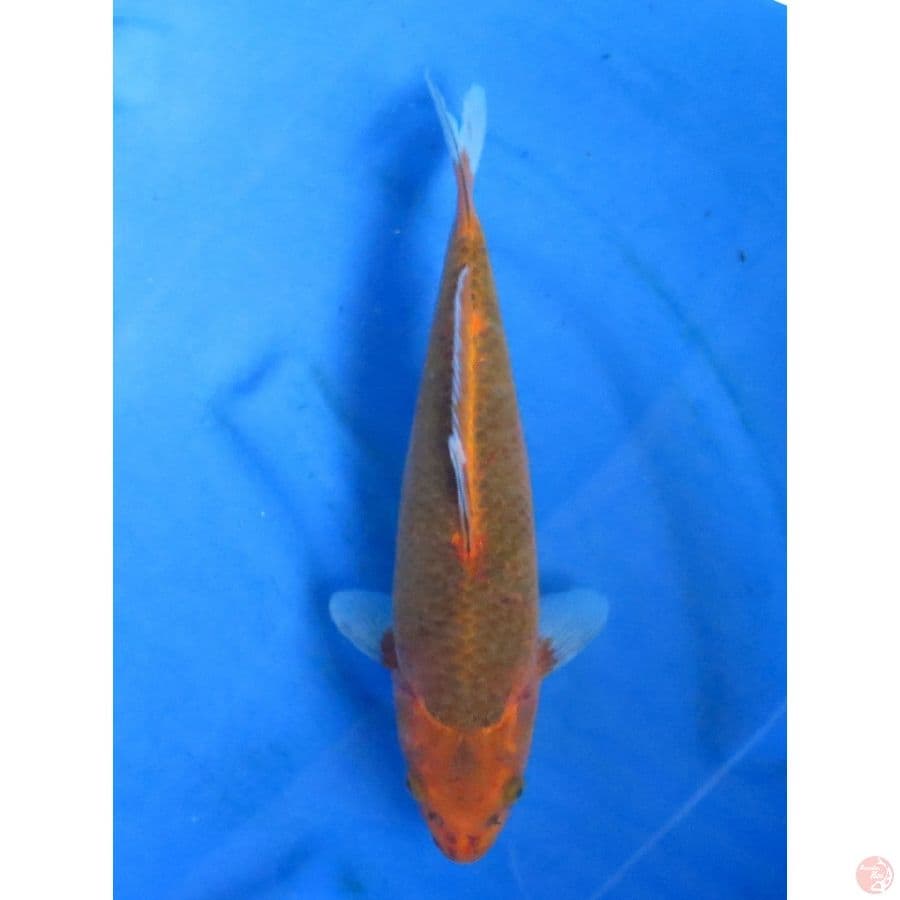 32cm , Aka Matsuba