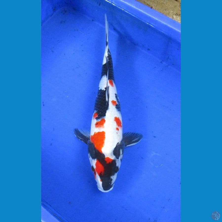 showa maruten ±36cm
