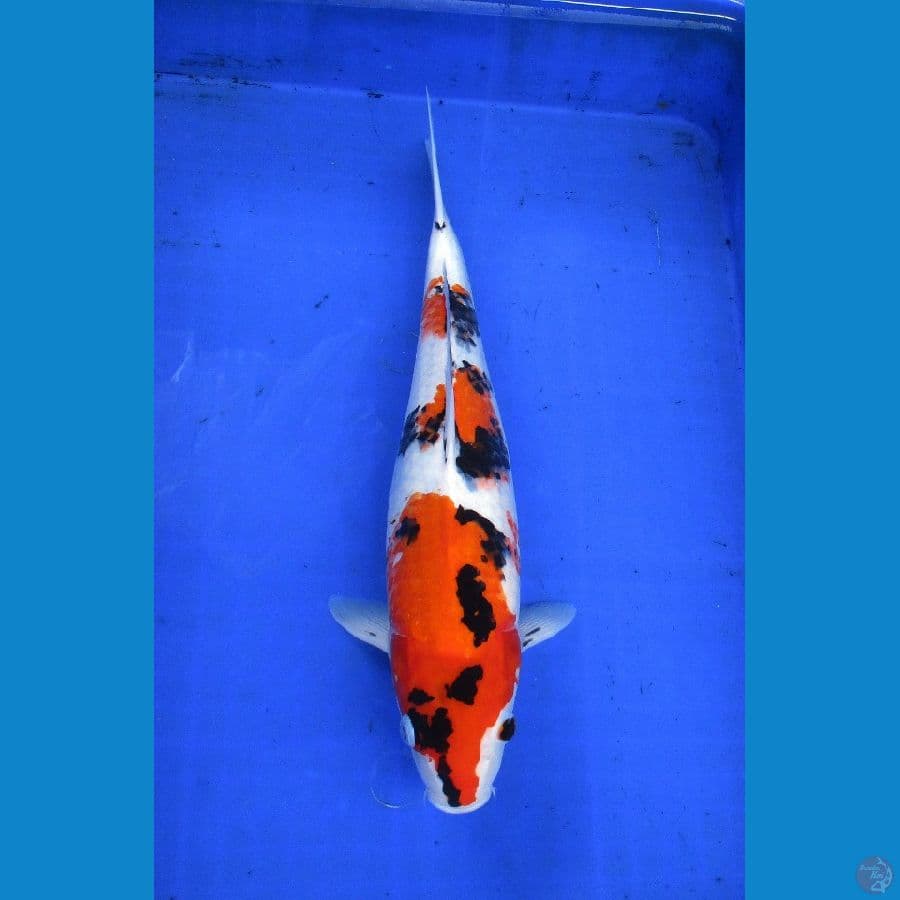 showa ±38cm