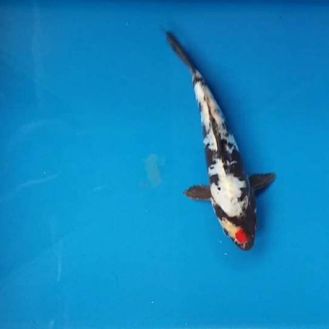 tancho doitsu 21cm