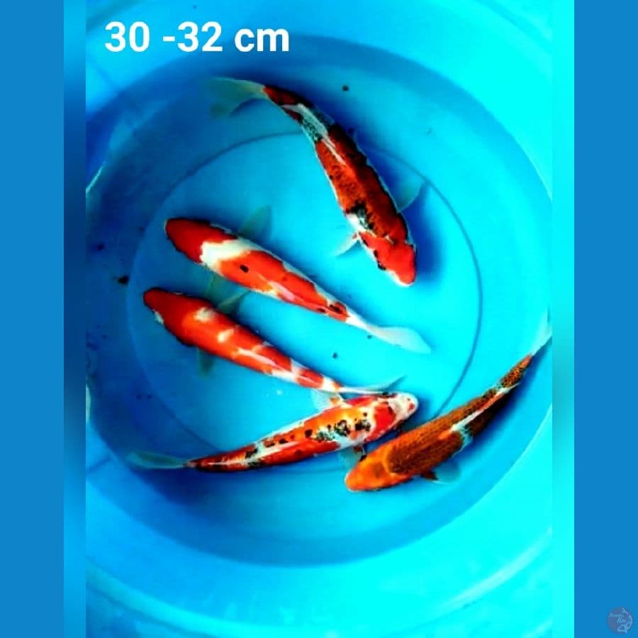 mix 30-32 cm