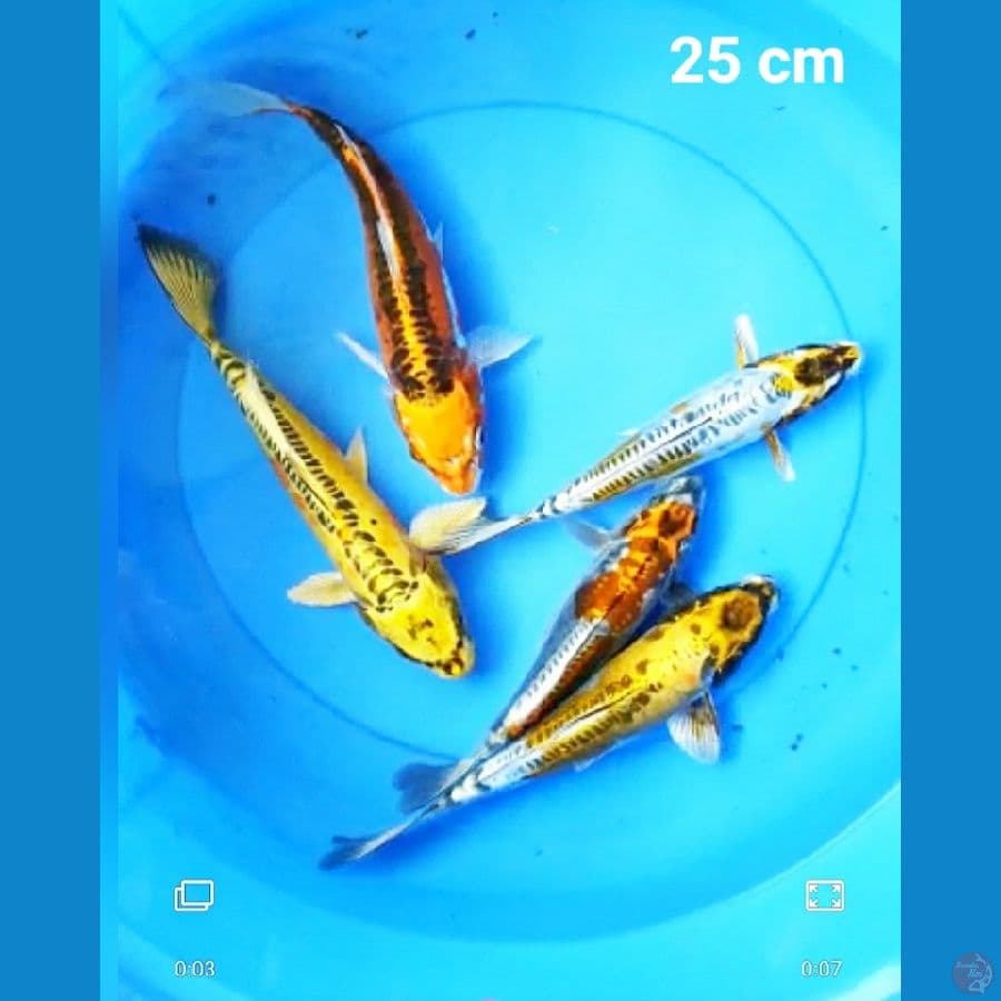 kiko special 25 cm