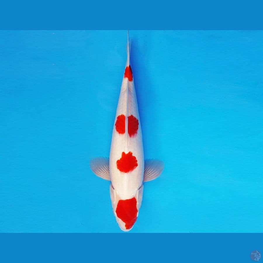 AKAGI 4 - KOHAKU 32 cm/male ®