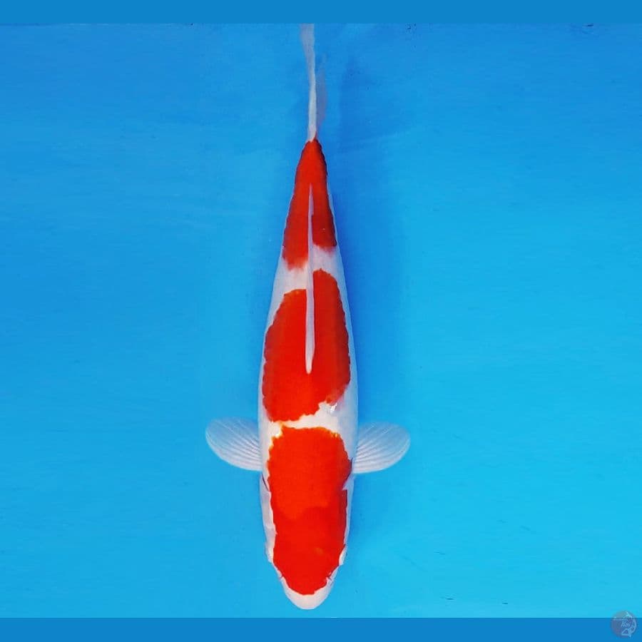 AKAGI 5 - KOHAKU 34 cm/fm ®