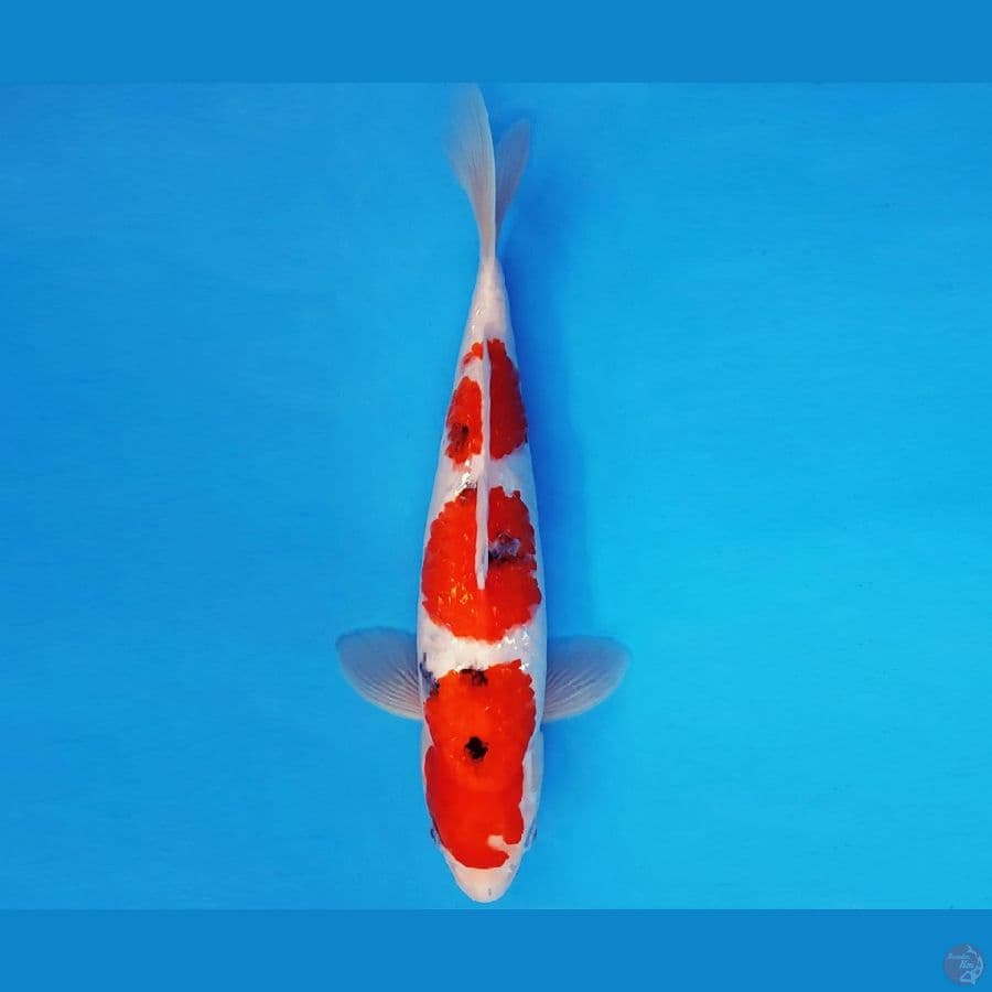 AKAGI 6 - SANKE 3 STEPS 30 cm/fm ®