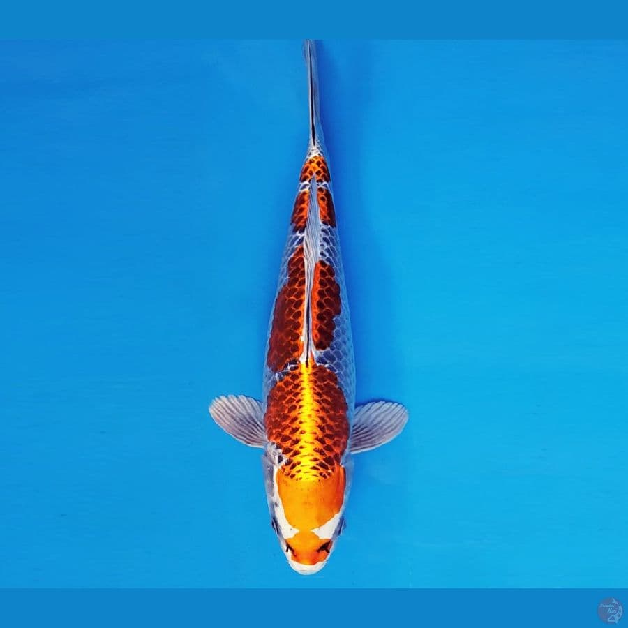 AKAGI 9 - GINGA 32 cm/fm ®