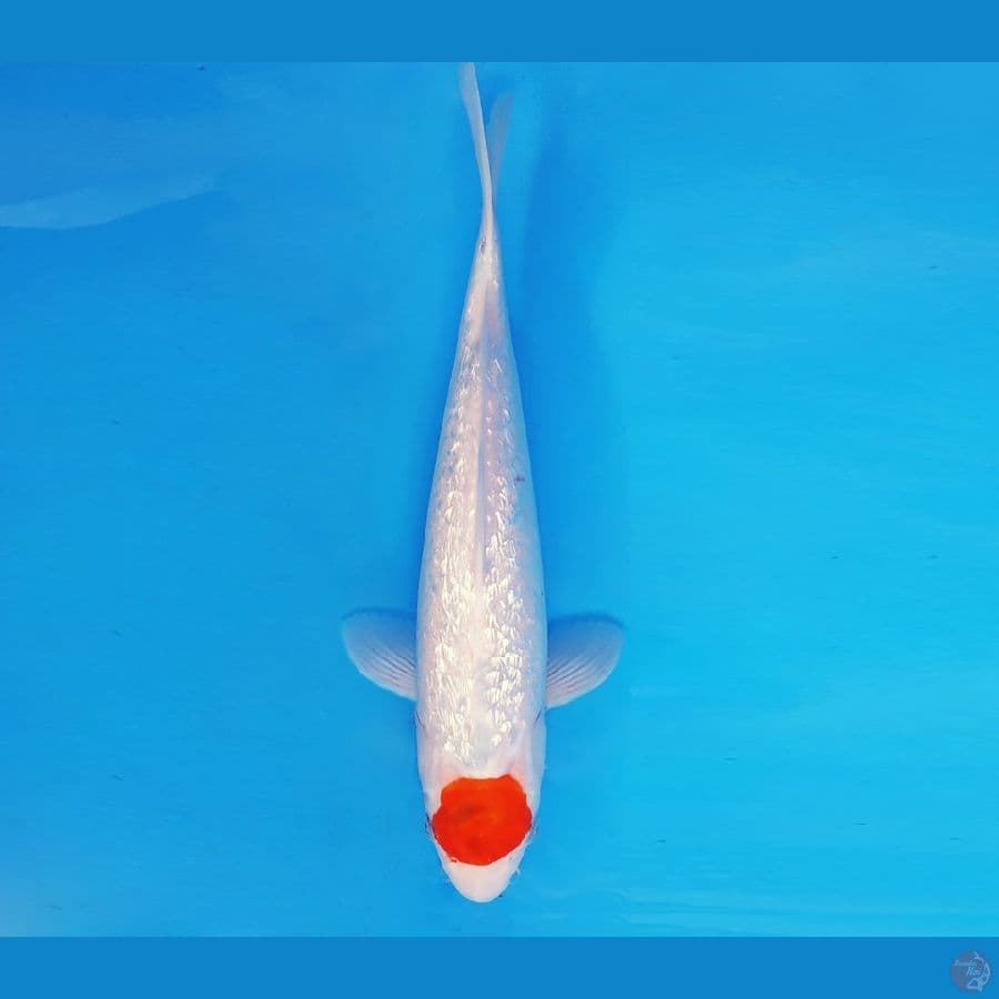 AKAGI 12 - TANCHO SANKE GIN RIN 36 cm/fm ®
