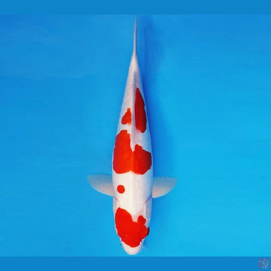 AKAGI 13 - KOHAKU DOITSU 32 cm/fm ®