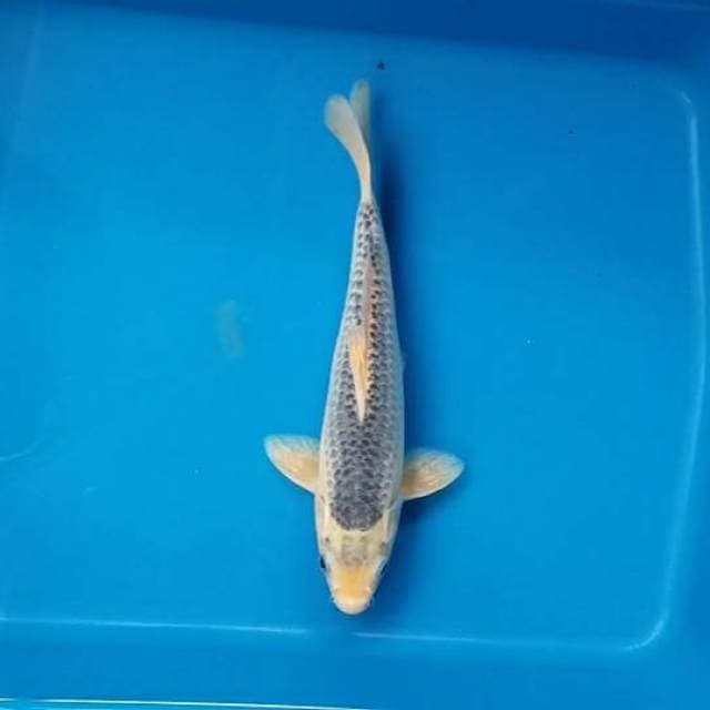 asagi 24cm