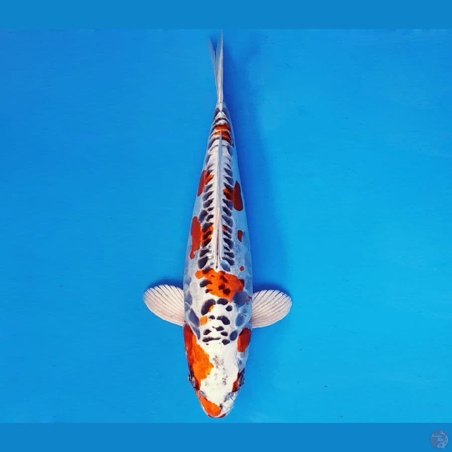 AKAGI 15 - KIKOKURYU 31 cm/fm ®