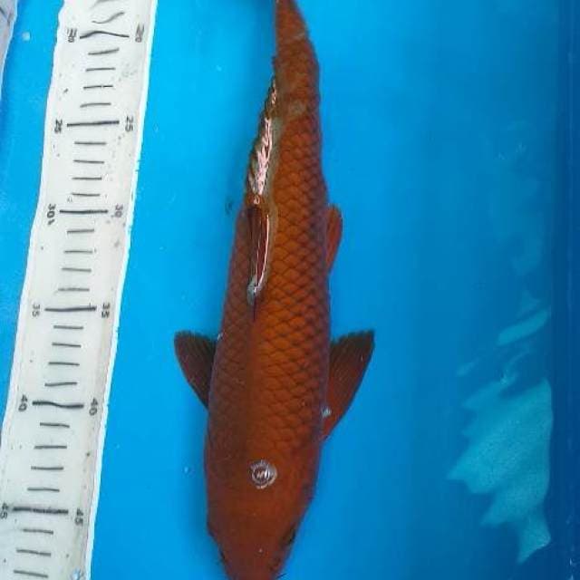 Chagoi Tembaga 35cm Male