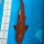 Chagoi Tembaga 35cm Male