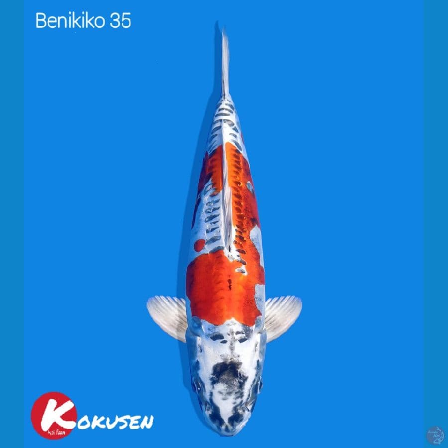 Benikiko