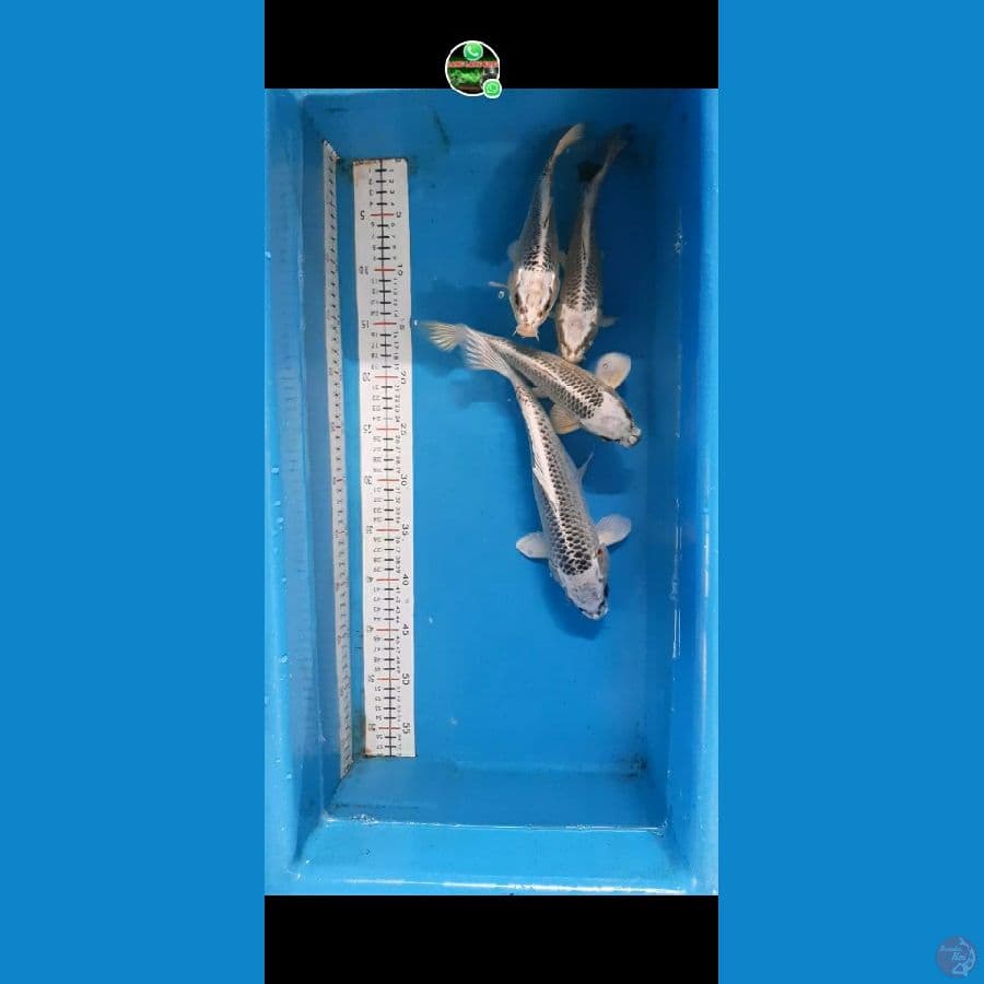 PAKET GIN MATSUBA 4EKOR