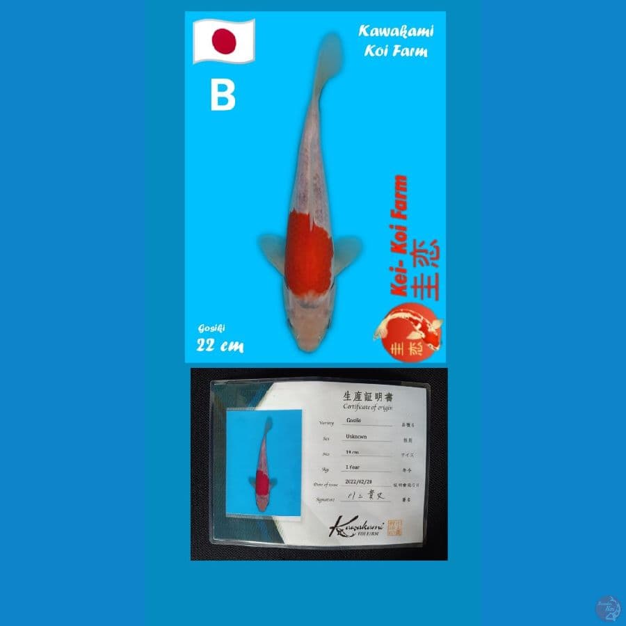 goshiki 22cm kawakami