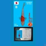 goshiki 22cm kawakami