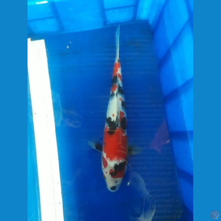 showa 45cm