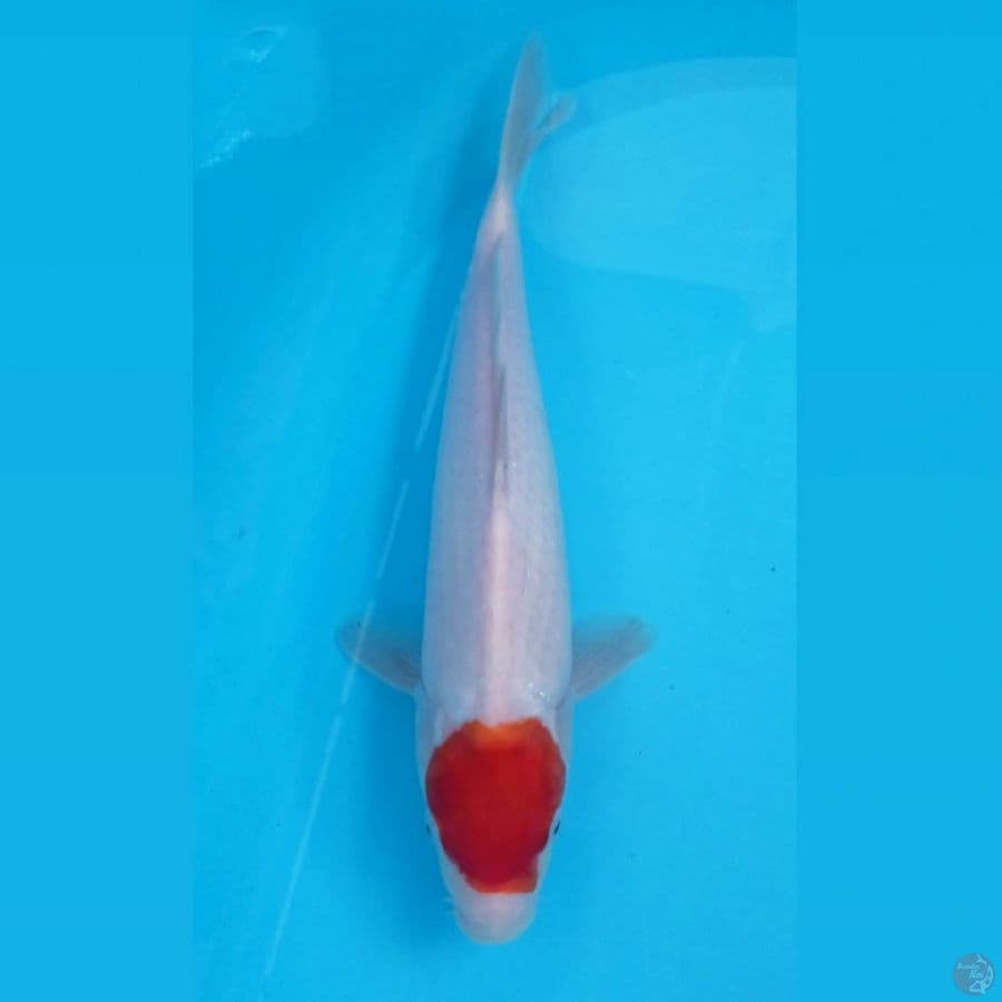 tancho kohaku, 31 cm