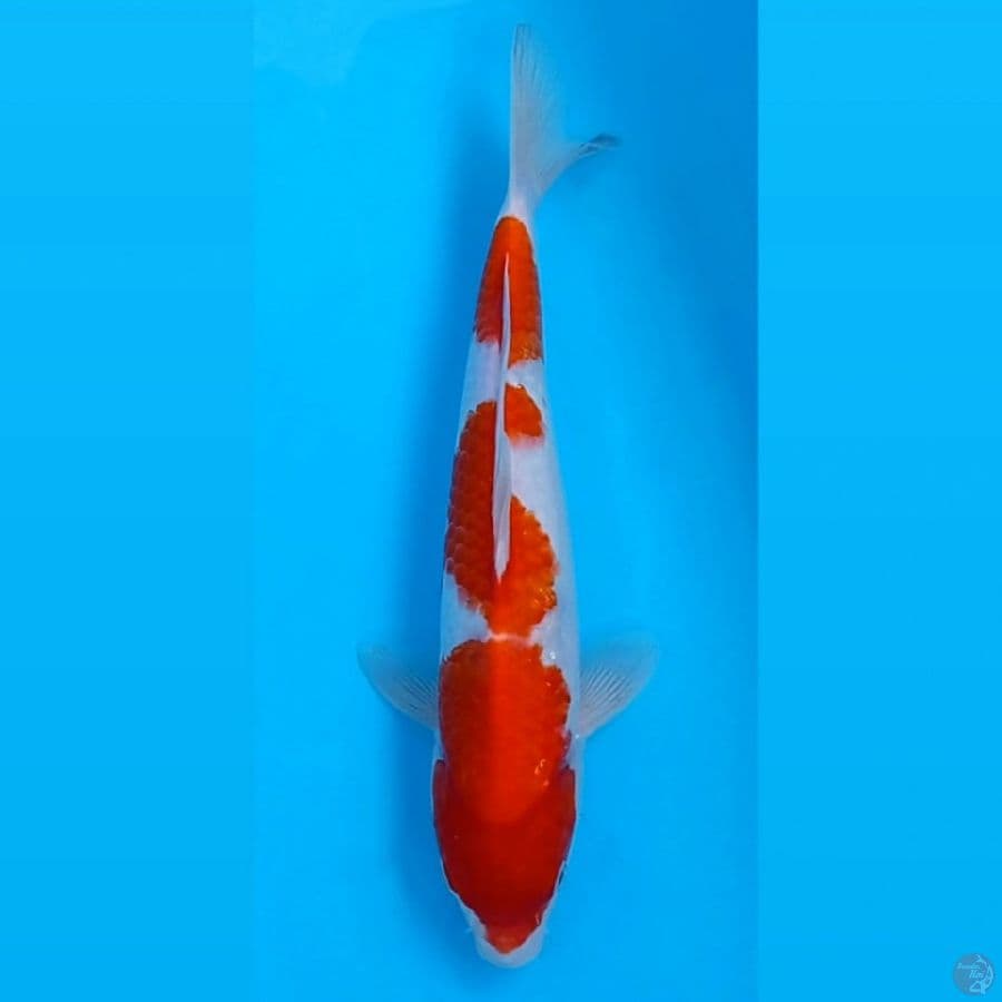 kohaku, 32 cm