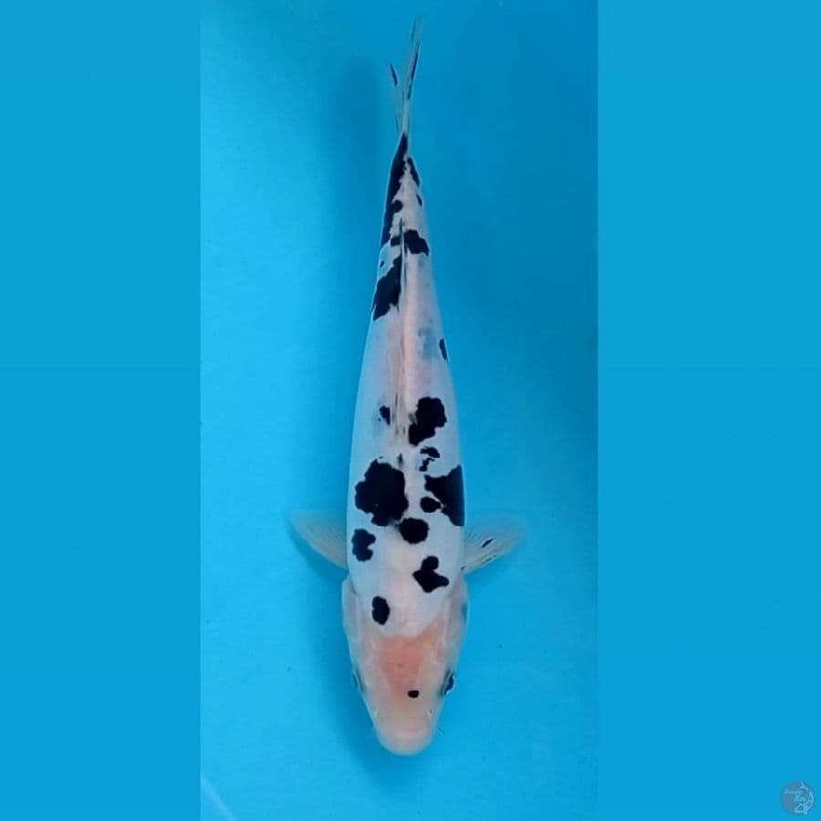 bekko doitsu, 23 cm