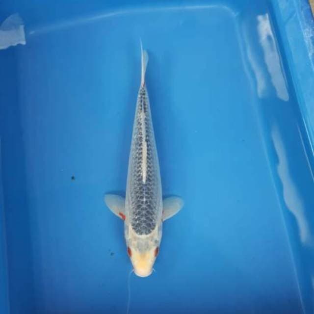 asagi 28cm