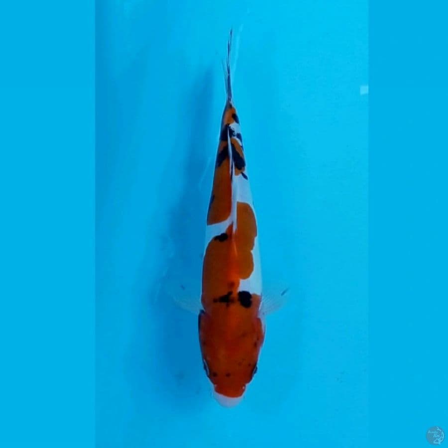 sanke doitsu, 21 cm