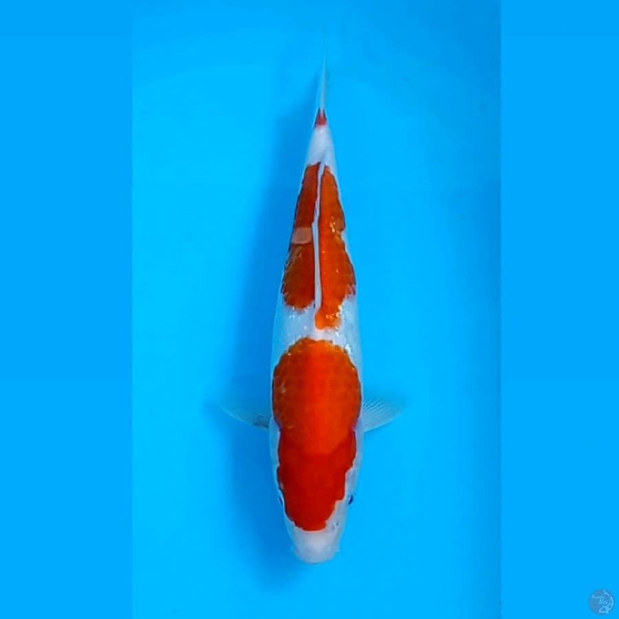 kohaku, 28 cm