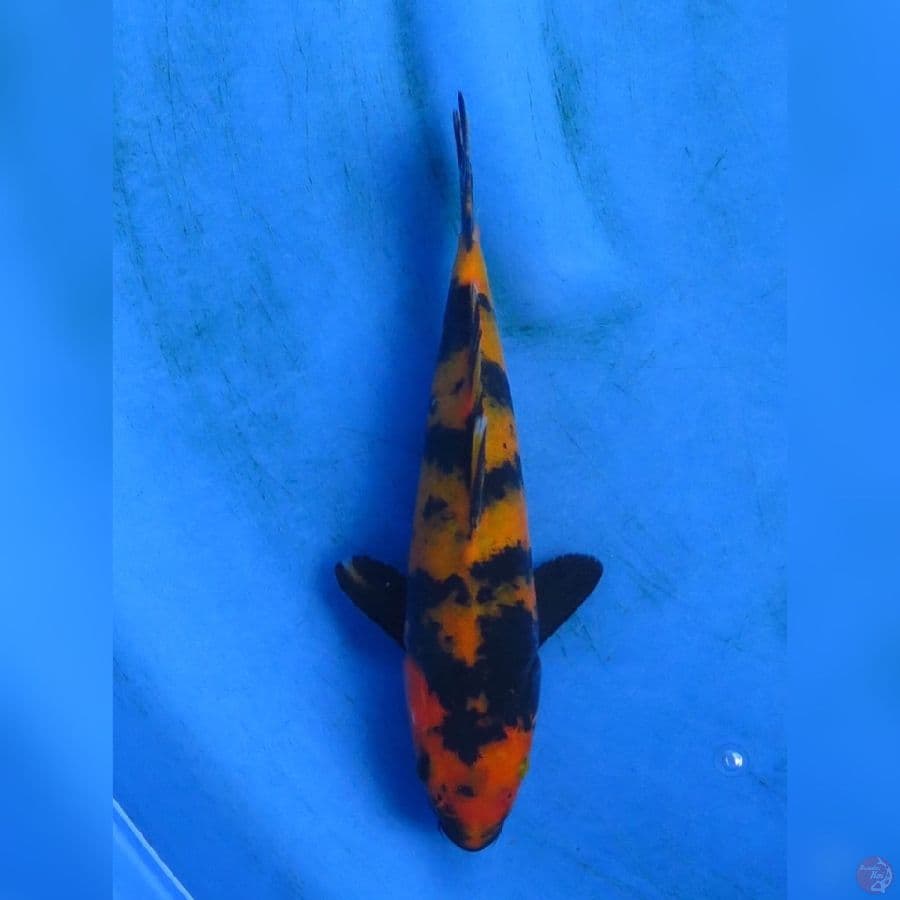 22cm , Hi Utsuri Tembus 