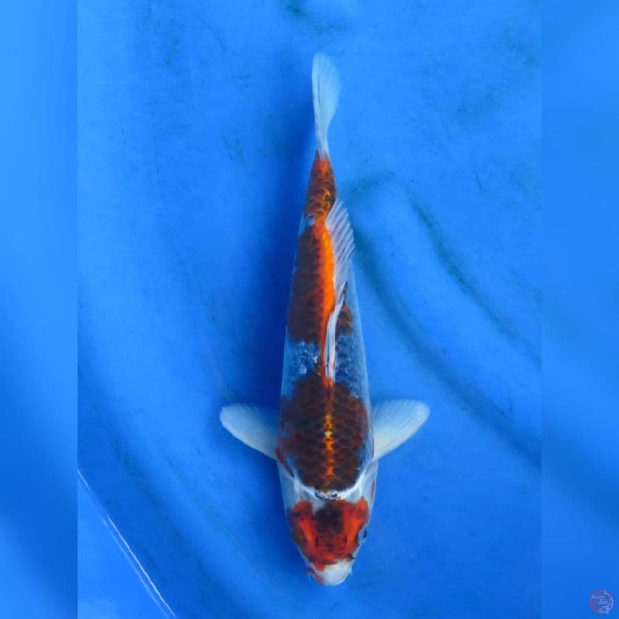 28cm , Goshiki F1
