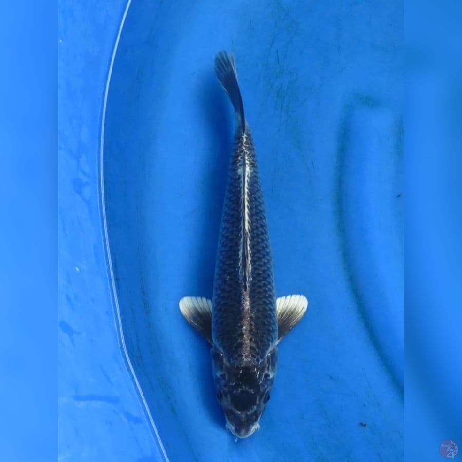32cm , Black Ginga