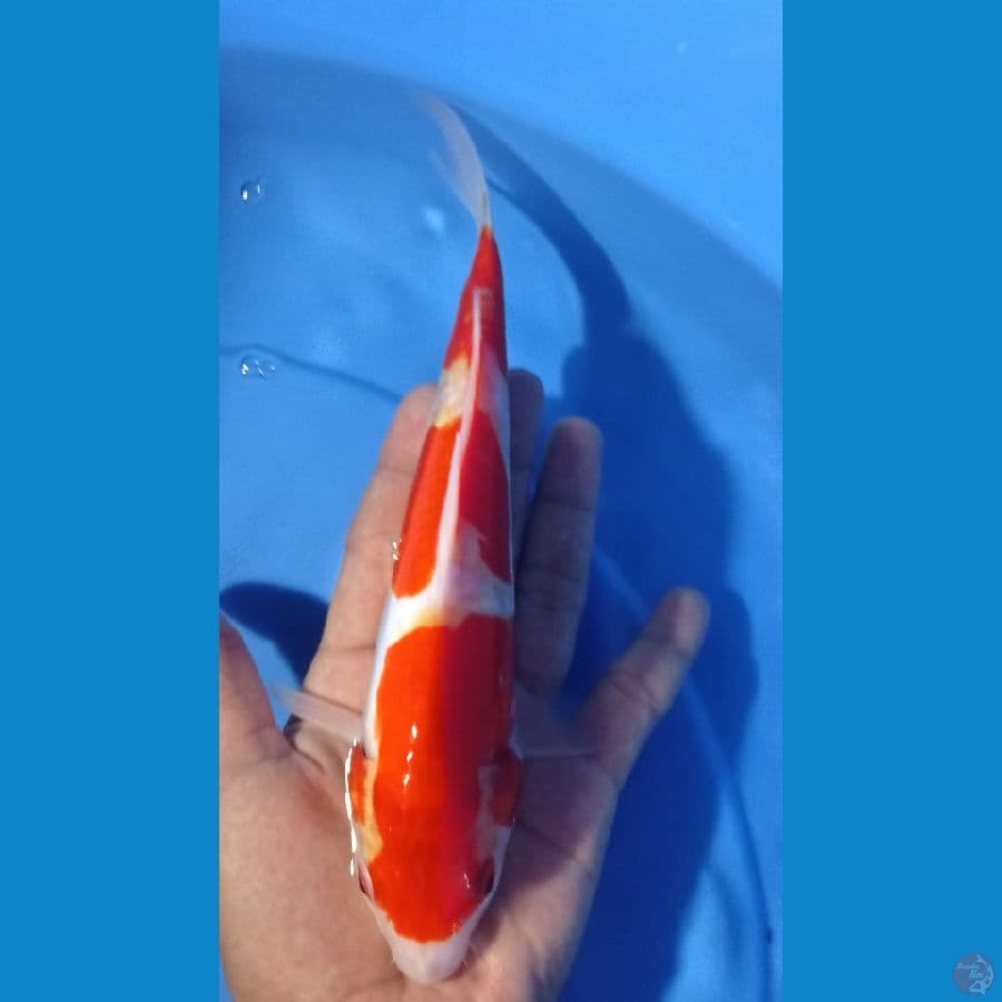 kohaku step 3