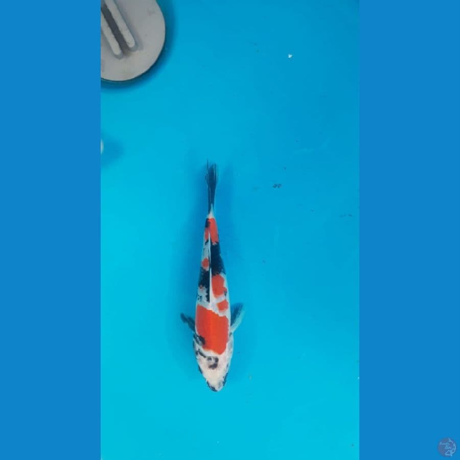 showa 16cm