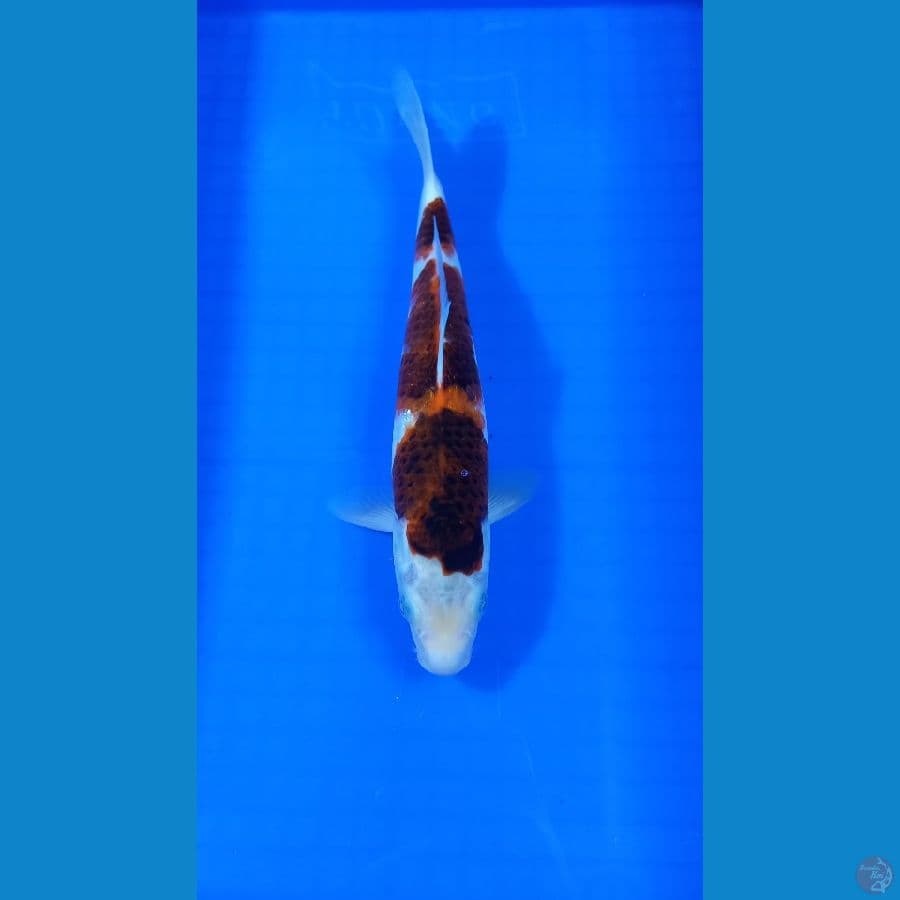 goromo 30 cm 