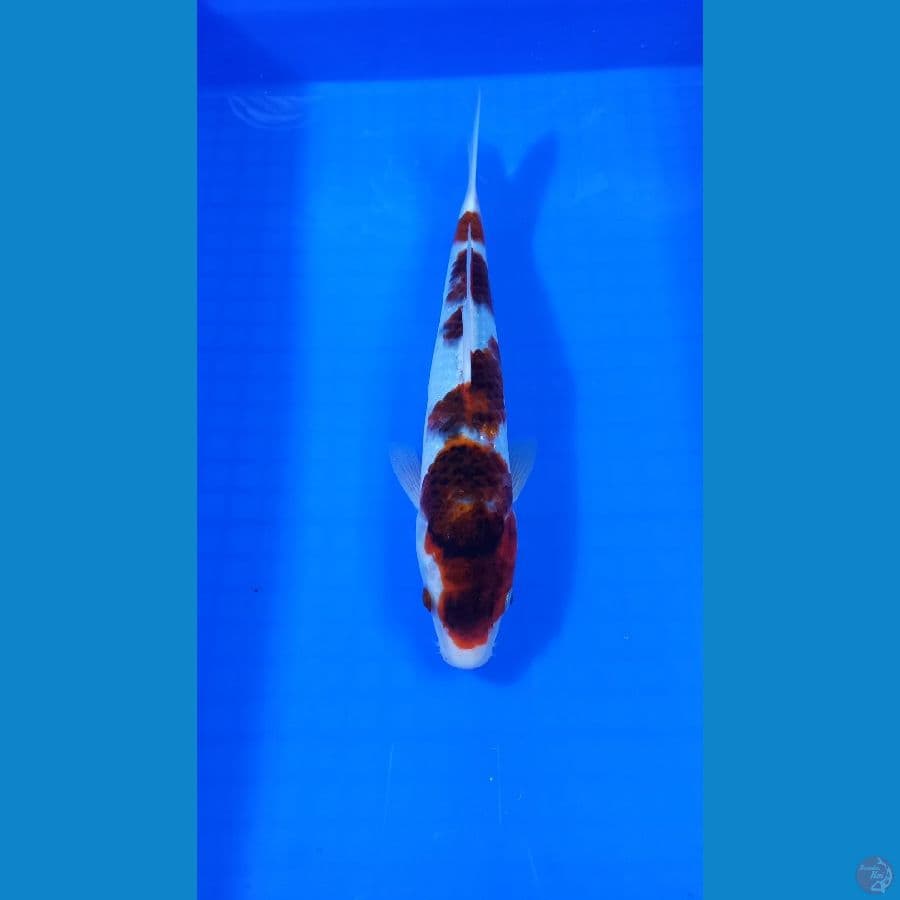 goromo30 cm 