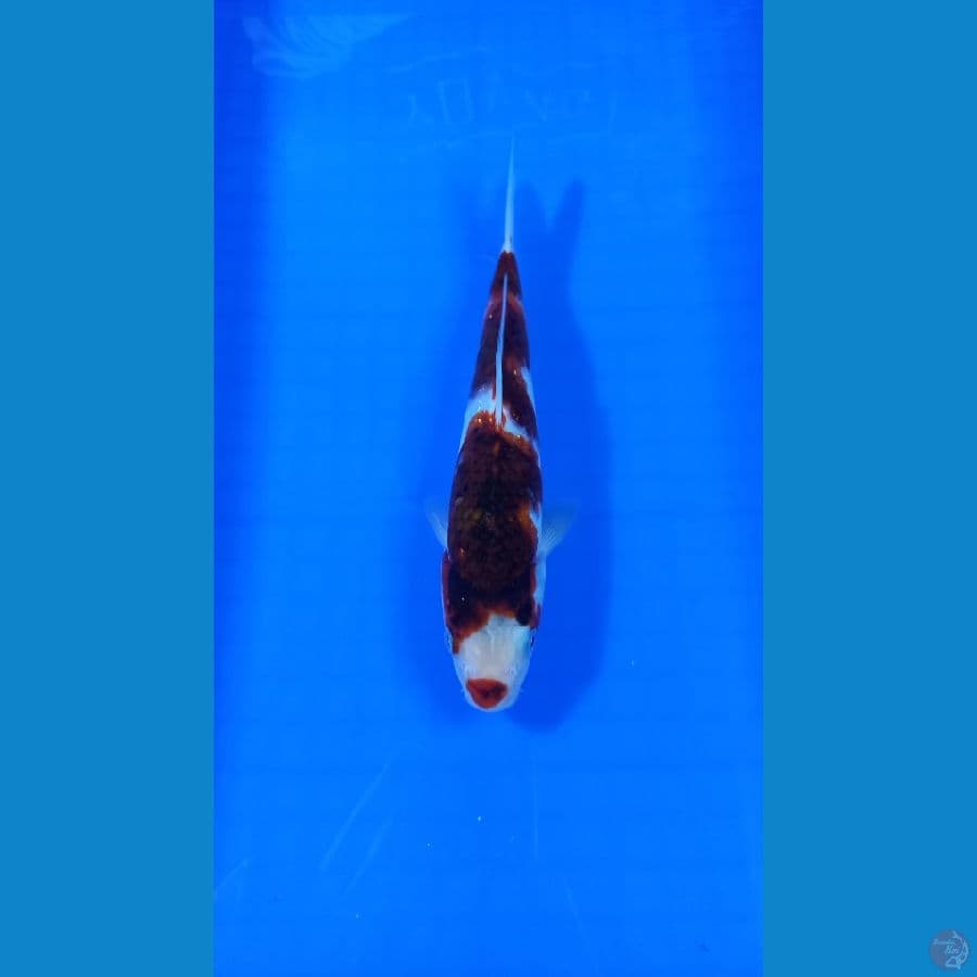 goromo 23 cm