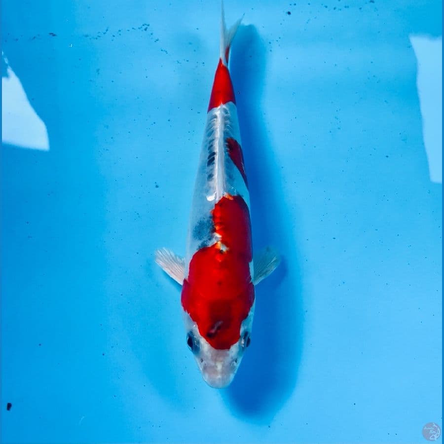 beni kiko, 20 cm