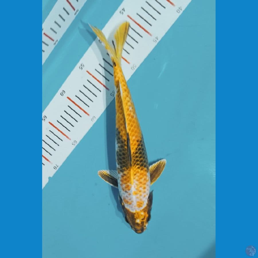 kin showa 35 cm