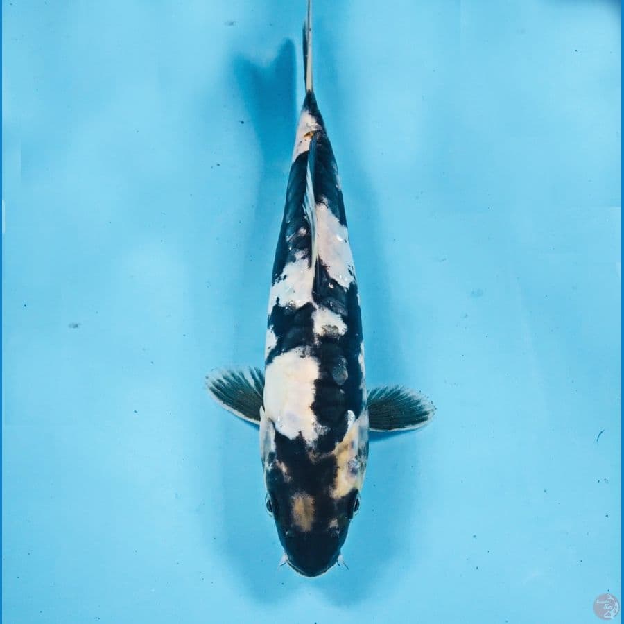 shiro doitsu, 22 cm