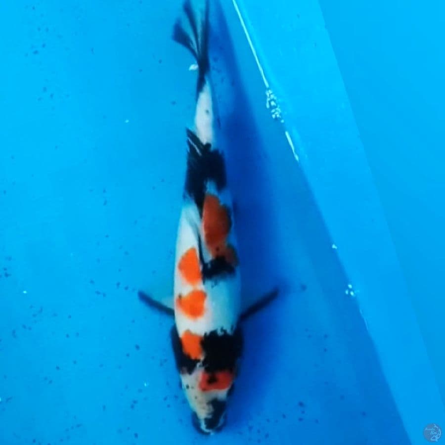 Showa 28cm