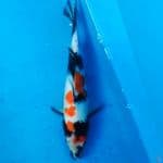 Showa 28cm