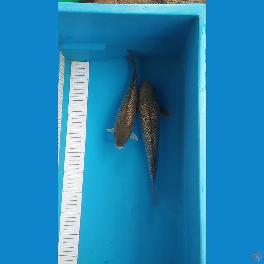 saragoi ginrin 31 28cm