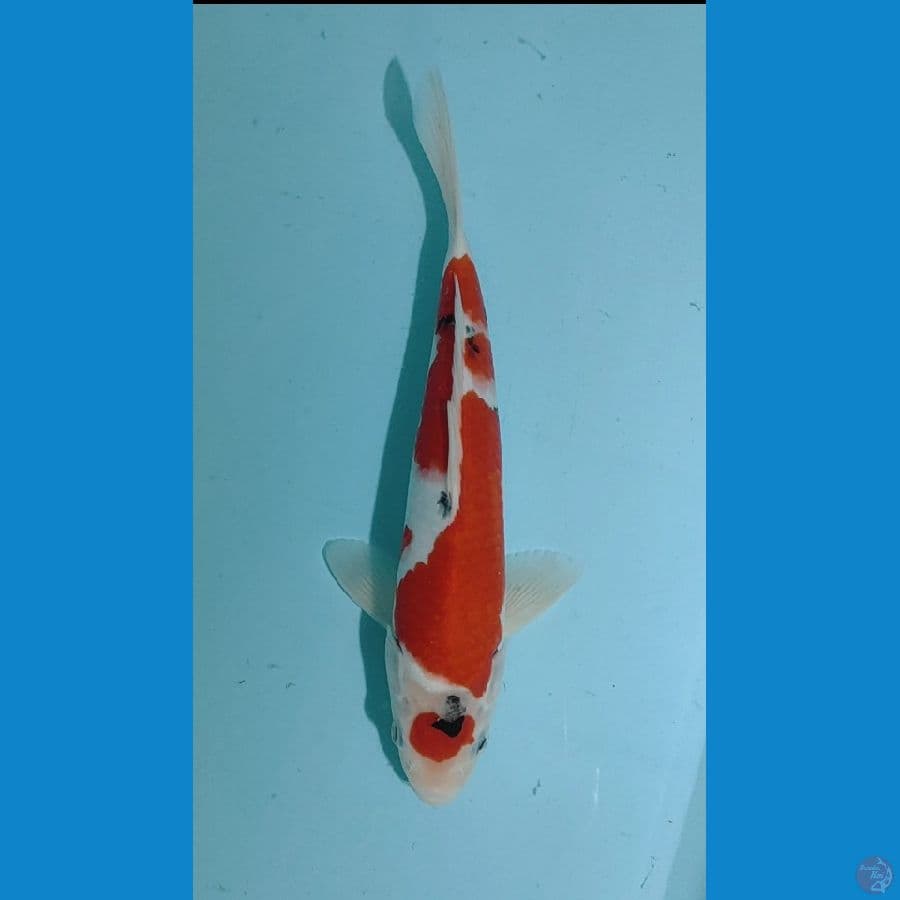 maruten sanke 29 cm